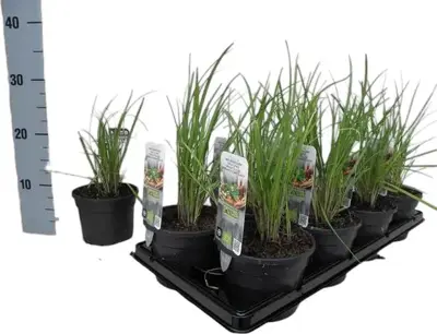Allium tuberosum (knoflookbieslook) 15cm - afbeelding 4