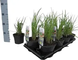 Allium tuberosum (knoflookbieslook) 15cm - afbeelding 4