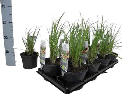 Allium tuberosum (knoflookbieslook) 15cm - afbeelding 4