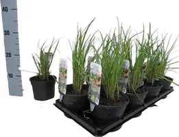 Allium tuberosum (knoflookbieslook) 15cm - afbeelding 4