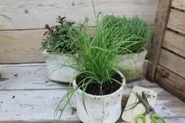 Allium tuberosum (knoflookbieslook) 15cm - afbeelding 3