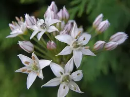 Allium tuberosum (knoflookbieslook) 15cm - afbeelding 2