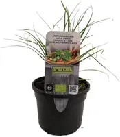 Allium tuberosum (knoflookbieslook) 15cm kopen?