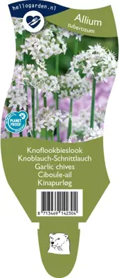 Allium tuberosum (Knoflookbieslook) - afbeelding 1