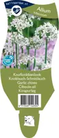 Allium tuberosum (Knoflookbieslook) - afbeelding 1