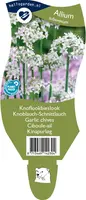 Allium tuberosum (Knoflookbieslook) - afbeelding 1