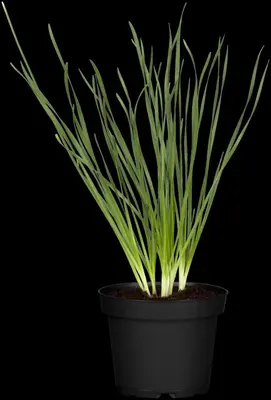 Allium tuberosum (Knoflookbieslook) - afbeelding 3