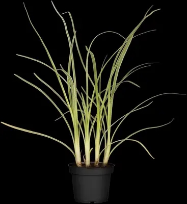 Allium tuberosum (Knoflookbieslook) - afbeelding 2