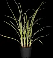 Allium tuberosum (Knoflookbieslook) - afbeelding 2