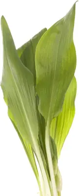 Allium ursinum (Daslook) - afbeelding 2