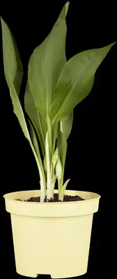 Allium ursinum (Daslook) - afbeelding 1