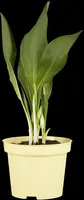 Allium ursinum (Daslook) - afbeelding 1