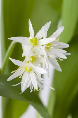 Allium ursinum (Daslook) - afbeelding 3