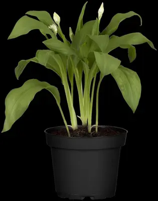 Allium ursinum (Daslook) - afbeelding 5