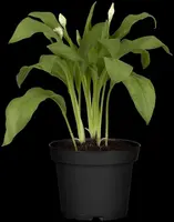Allium ursinum (Daslook) - afbeelding 5