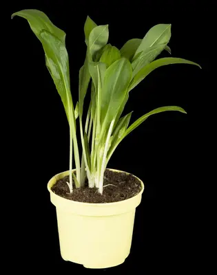 Allium ursinum (Daslook) - afbeelding 10
