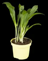 Allium ursinum (Daslook) - afbeelding 10