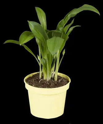 Allium ursinum (Daslook) - afbeelding 9