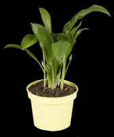 Allium ursinum (Daslook) - afbeelding 9