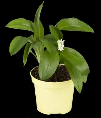 Allium ursinum (Daslook) - afbeelding 8