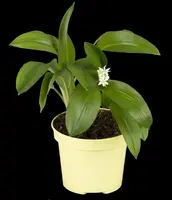 Allium ursinum (Daslook) - afbeelding 8