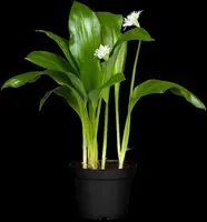 Allium ursinum (Daslook) - afbeelding 4