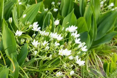 Allium ursinum (Daslook) - afbeelding 6