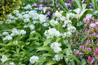 Allium ursinum (Daslook) - afbeelding 7