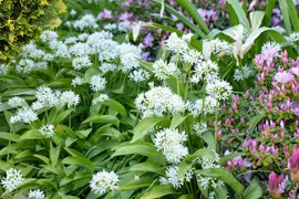 Allium ursinum (Daslook) - afbeelding 7