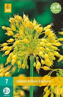 Allium yellow fantasy 7 bloembollen - afbeelding 2
