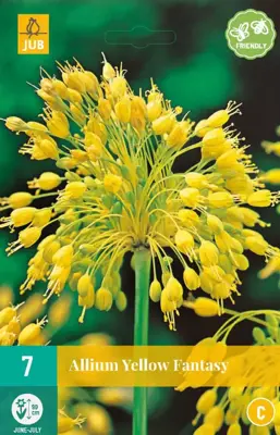 Allium yellow fantasy 7 bloembollen - afbeelding 1