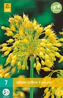 Allium yellow fantasy 7 bloembollen - afbeelding 1