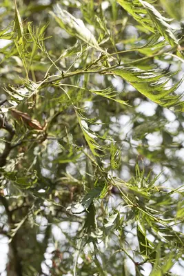 Alnus glutinosa 'Imperialis' (Zwarte els 'Imperialis') - afbeelding 3