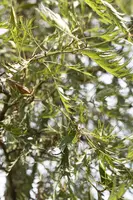 Alnus glutinosa 'Imperialis' (Zwarte els 'Imperialis') - afbeelding 3