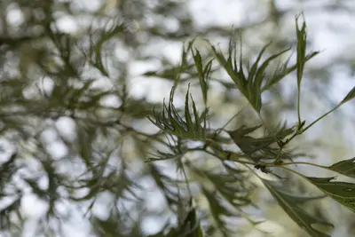 Alnus glutinosa 'Imperialis' (Zwarte els 'Imperialis') - afbeelding 1
