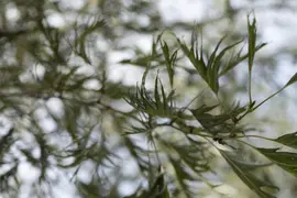 Alnus glutinosa 'Imperialis' (Zwarte els 'Imperialis') - afbeelding 1