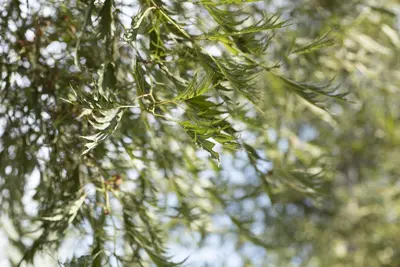 Alnus glutinosa 'Imperialis' (Zwarte els 'Imperialis') - afbeelding 2