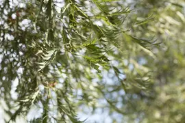 Alnus glutinosa 'Imperialis' (Zwarte els 'Imperialis') - afbeelding 2