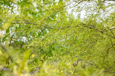 Alnus glutinosa 'Imperialis' (Zwarte els 'Imperialis') - afbeelding 4