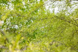 Alnus glutinosa 'Imperialis' (Zwarte els 'Imperialis') - afbeelding 4