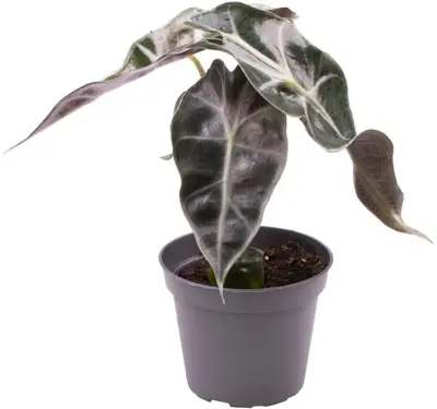 Alocasia 'Amazonica Dwarf' (Olifantsoor) 15cm - afbeelding 2