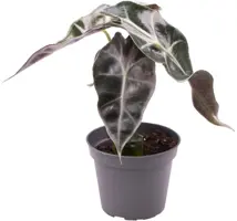 Alocasia 'Amazonica Dwarf' (Olifantsoor) 15cm - afbeelding 2