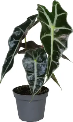 Alocasia 'Amazonica Dwarf' (Olifantsoor) 15cm - afbeelding 1