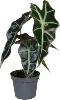Alocasia 'Amazonica Dwarf' (Olifantsoor) 15cm - afbeelding 1