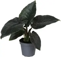 Alocasia 'Antoro Velvet' (Olifantsoor) 15cm - afbeelding 1