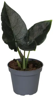 Alocasia 'Antoro Velvet' (Olifantsoor) 15cm - afbeelding 2