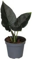 Alocasia 'Antoro Velvet' (Olifantsoor) 15cm - afbeelding 2