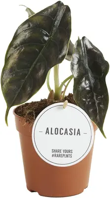 Alocasia azlanii (Olifantsoor) 25cm - afbeelding 1