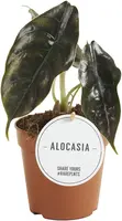 Alocasia azlanii (Olifantsoor) 25cm kopen?