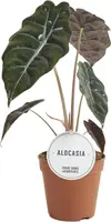 Alocasia chantrieri (Olifantsoor) 30cm - afbeelding 1